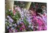Floral Display, Crystal Springs Rhododendron Garden, Oregon, USA-Chuck Haney-Mounted Photographic Print