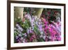 Floral Display, Crystal Springs Rhododendron Garden, Oregon, USA-Chuck Haney-Framed Photographic Print