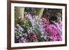 Floral Display, Crystal Springs Rhododendron Garden, Oregon, USA-Chuck Haney-Framed Photographic Print