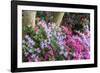 Floral Display, Crystal Springs Rhododendron Garden, Oregon, USA-Chuck Haney-Framed Photographic Print