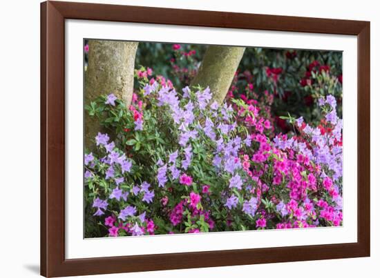 Floral Display, Crystal Springs Rhododendron Garden, Oregon, USA-Chuck Haney-Framed Photographic Print