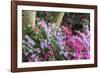 Floral Display, Crystal Springs Rhododendron Garden, Oregon, USA-Chuck Haney-Framed Photographic Print