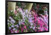 Floral Display, Crystal Springs Rhododendron Garden, Oregon, USA-Chuck Haney-Framed Photographic Print