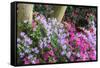 Floral Display, Crystal Springs Rhododendron Garden, Oregon, USA-Chuck Haney-Framed Stretched Canvas