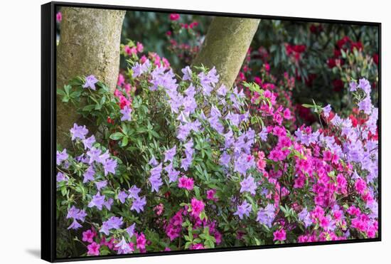 Floral Display, Crystal Springs Rhododendron Garden, Oregon, USA-Chuck Haney-Framed Stretched Canvas