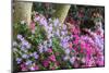 Floral Display, Crystal Springs Rhododendron Garden, Oregon, USA-Chuck Haney-Mounted Photographic Print