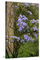 Floral Display, Crystal Springs Rhododendron Garden, Oregon, USA-Chuck Haney-Stretched Canvas