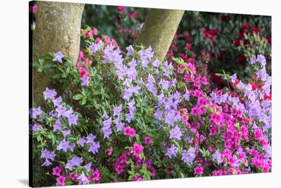 Floral Display, Crystal Springs Rhododendron Garden, Oregon, USA-Chuck Haney-Stretched Canvas