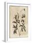 Floral Earthtone Four-Jace Grey-Framed Art Print