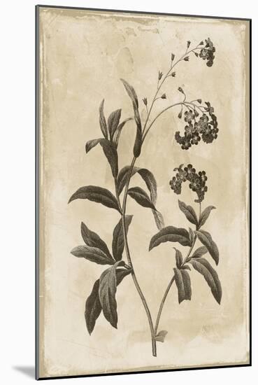 Floral Earthtone Four-Jace Grey-Mounted Art Print