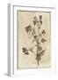 Floral Earthtone Three-Jace Grey-Framed Art Print