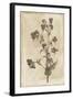 Floral Earthtone Three-Jace Grey-Framed Art Print