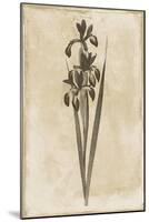 Floral Earthtone Two-Jace Grey-Mounted Art Print