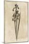 Floral Earthtone Two-Jace Grey-Mounted Art Print
