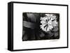 Floral Elegance IV-Laura Denardo-Framed Stretched Canvas