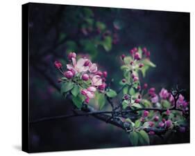 Floral Elegance-Irene Suchocki-Stretched Canvas