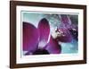 Floral Elements 11-Florence Delva-Framed Giclee Print
