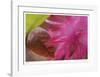 Floral Elements 4-Florence Delva-Framed Giclee Print