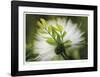 Floral Elements 5-Florence Delva-Framed Giclee Print