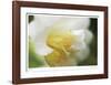 Floral Elements 7-Florence Delva-Framed Giclee Print