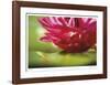 Floral Elements 8-Florence Delva-Framed Giclee Print