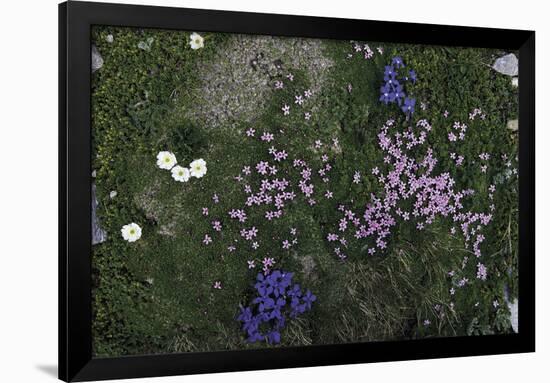 Floral Encounter-Wild Wonders of Europe-Framed Giclee Print