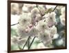 Floral Fancy-Assaf Frank-Framed Giclee Print