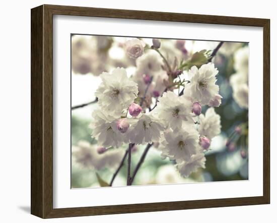 Floral Fancy-Assaf Frank-Framed Giclee Print