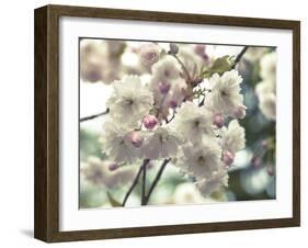 Floral Fancy-Assaf Frank-Framed Giclee Print