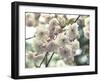 Floral Fancy-Assaf Frank-Framed Giclee Print