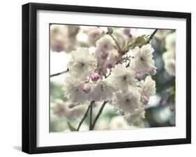 Floral Fancy-Assaf Frank-Framed Giclee Print