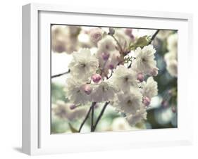 Floral Fancy-Assaf Frank-Framed Giclee Print