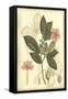 Floral Fantasia II-null-Framed Stretched Canvas