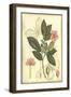 Floral Fantasia II-null-Framed Art Print