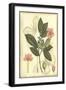 Floral Fantasia II-null-Framed Art Print