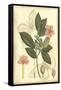 Floral Fantasia II-null-Framed Stretched Canvas