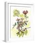 Floral Field Notes IV-Melissa Wang-Framed Art Print