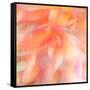 Floral Flames II-Doug Chinnery-Framed Stretched Canvas