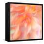 Floral Flames II-Doug Chinnery-Framed Stretched Canvas