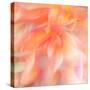 Floral Flames II-Doug Chinnery-Stretched Canvas