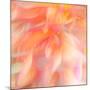 Floral Flames II-Doug Chinnery-Mounted Photographic Print