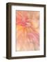 Floral Flames III-Doug Chinnery-Framed Photographic Print