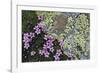 Floral Flurry-Wild Wonders of Europe-Framed Giclee Print