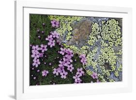 Floral Flurry-Wild Wonders of Europe-Framed Giclee Print