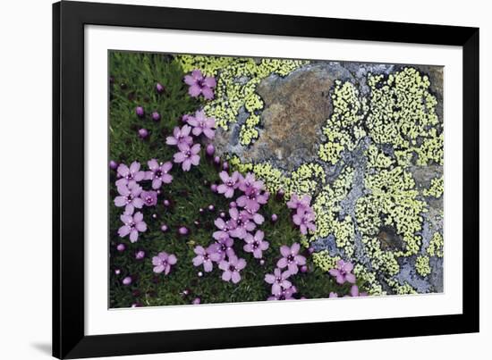 Floral Flurry-Wild Wonders of Europe-Framed Giclee Print