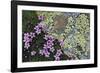 Floral Flurry-Wild Wonders of Europe-Framed Giclee Print