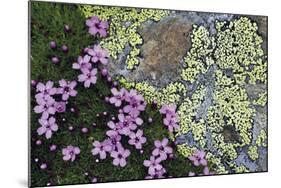 Floral Flurry-Wild Wonders of Europe-Mounted Giclee Print