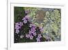 Floral Flurry-Wild Wonders of Europe-Framed Giclee Print