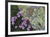 Floral Flurry-Wild Wonders of Europe-Framed Giclee Print