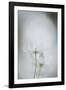 Floral Focus-Staffan Widstrand-Framed Giclee Print